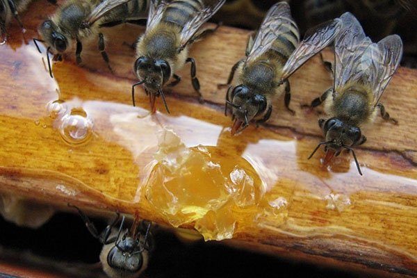 Подкормка пчел