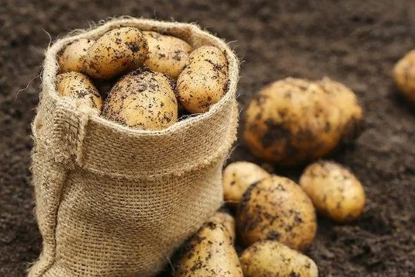 Посадка озимой картошки в Подмосковье и средней полосе сроки и правила посадки осенью