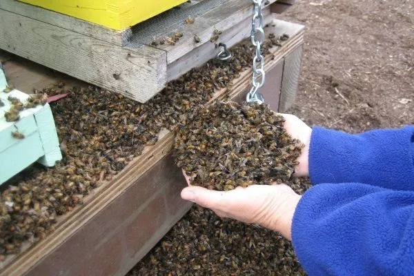 Падевое отравление пчел