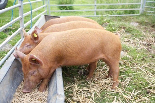 Состав комбикорма для свиней и поросят: таблица, нормы кормления, рецепты