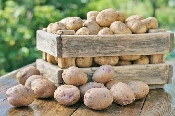 Как и где хранить картошку, чтобы не испортилась