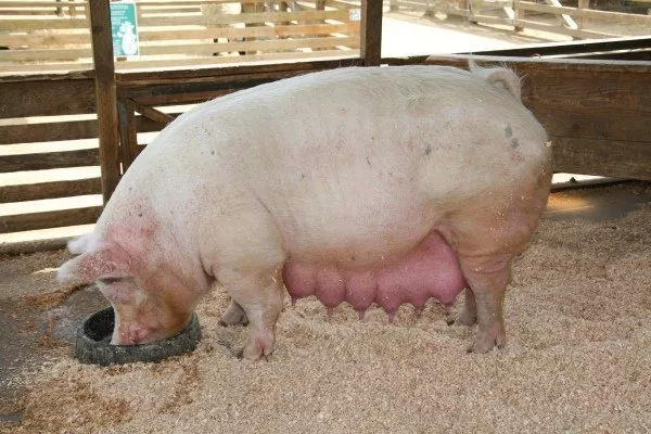 Кормление свиней в период супоросности