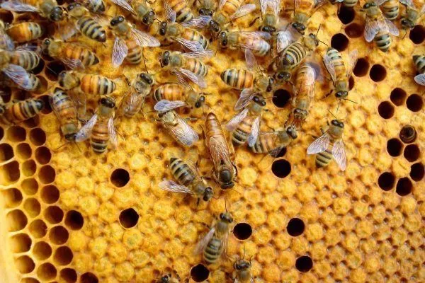 Поведение итальянских пчел