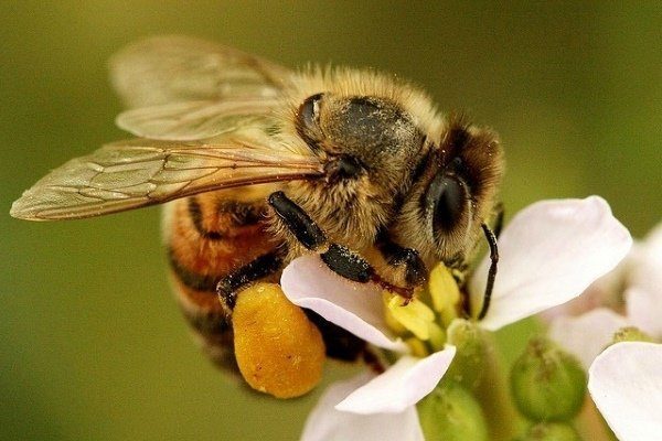 сколько дней живет трутень у пчел