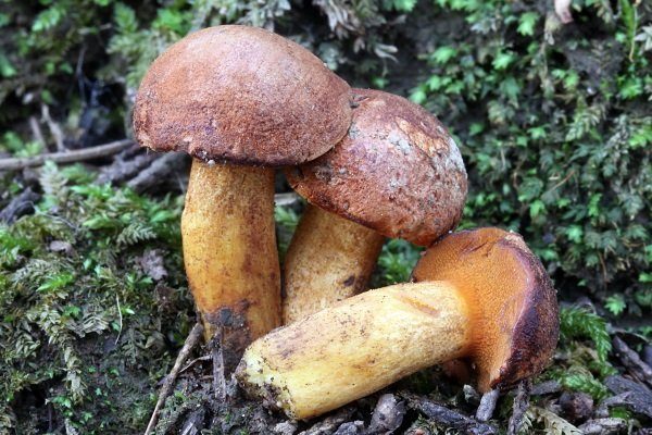 Подсливники грибы в ставропольском крае фото и описание