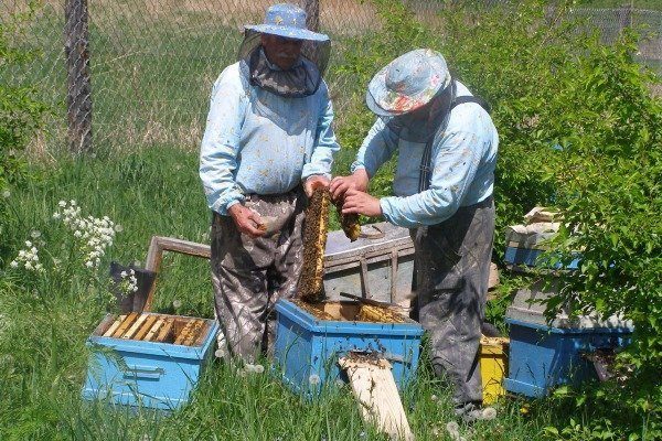 Подготовка семьи пчел