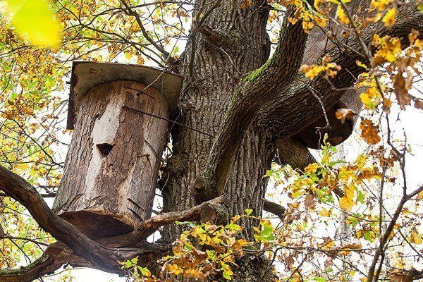 Кислянка растение в башкирии фото