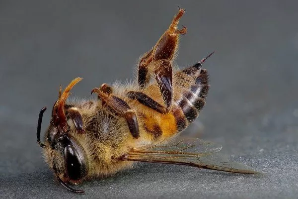Интоксикация пчел нектаром