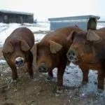 Условия содержания свиней породы Дюрок