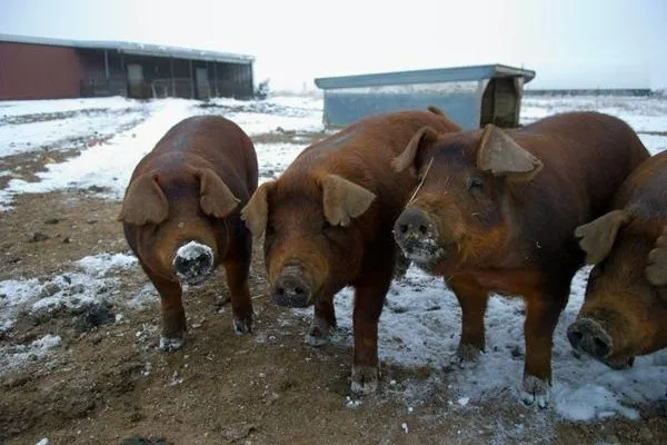 Условия содержания свиней породы Дюрок