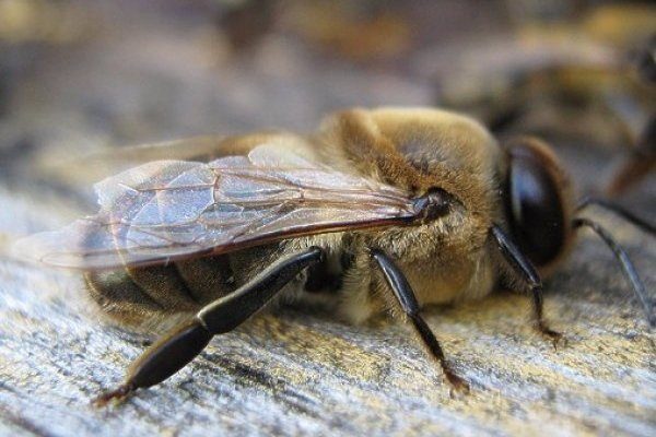 сколько дней живет трутень у пчел