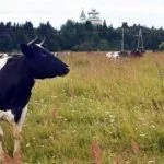 Корова на выпасе