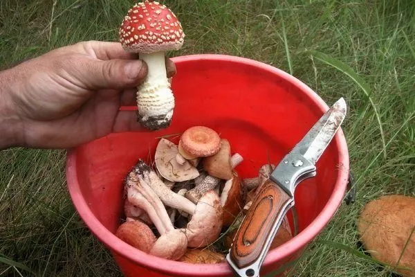 Собирание грибов