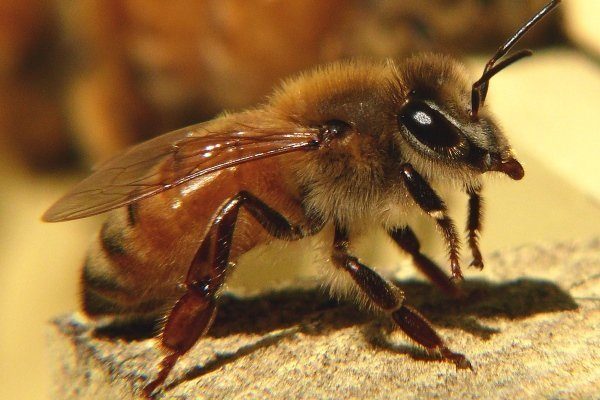 Итальянская пчела