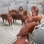 Кормление Дюрок