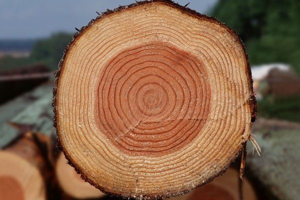 Продолжительность жизни деревьев, сколько живут, таблица, видео