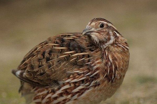 Радонежский перепел утяжеленный описание и фото