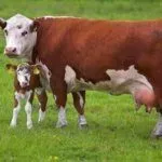 Корова с телёнком