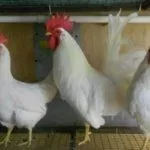 Мини-Леггорн