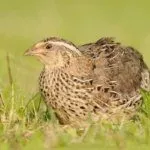 Перепел в траве