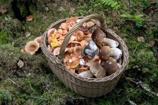 Съедобные лесные грибы: названия, описание и фото