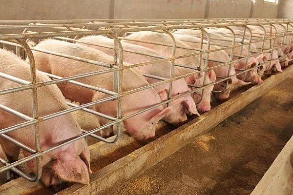 Кормление свиней на сало