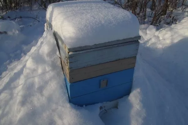 Организация зимовки пчел