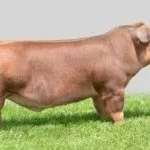 Разведение