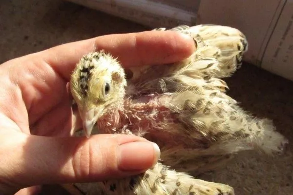 Выпадение перьев на спине при поражении пухопероедами