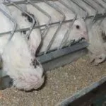 Техасский белый бройлерный перепел