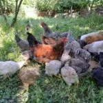 Птицы клюют зерно