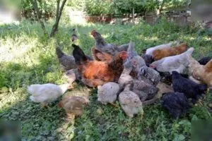 Птицы клюют зерно