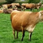 Джерсейская порода коров на лужайке