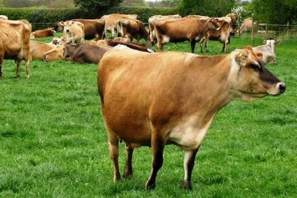 Джерсейская порода коров на лужайке