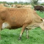 Коровы пасутся на лугу