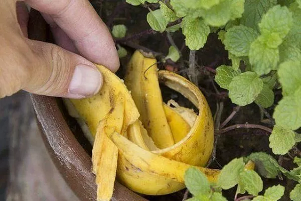 Банановая кожура и растение