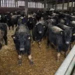 Коровы в коровнике