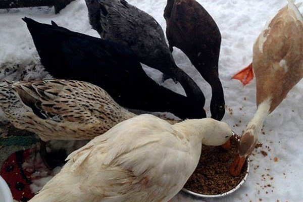 Питание гусей зимой