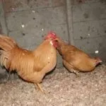 Золотистый Леггорн