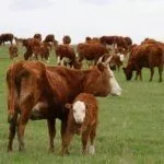 Корова с телёнком