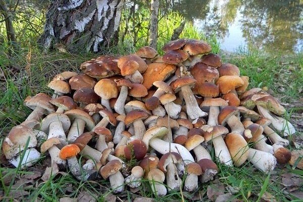 Сорванные грибы