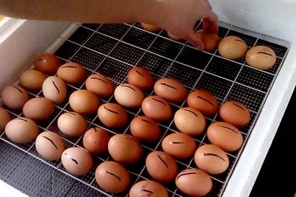 Переворачивание яиц в инкубаторе