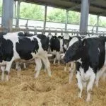 Коровы в коровнике