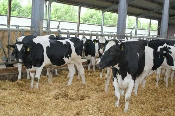Голштино-фризская порода коров: характеристики, уход и содержание, фото,отзывы фермеров