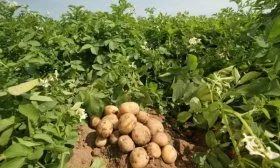Картофель Черный принц: описание сорта, выращивание, уход и сбор урожая