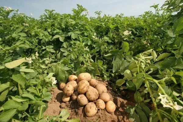 Сорта картофеля для Подмосковья: лучшие ранние семена для посадки, самая вкусная поздняя картошка. Какой картофель сажать – с белой или другой мякотью?