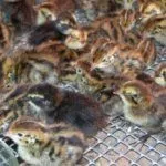 Молодняк перепелов