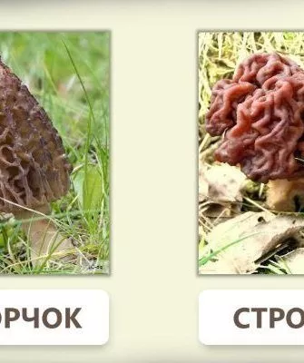 Сморчок и строчок