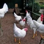 Куры Леггорн