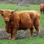 Порода "Хайленд" на прогулке